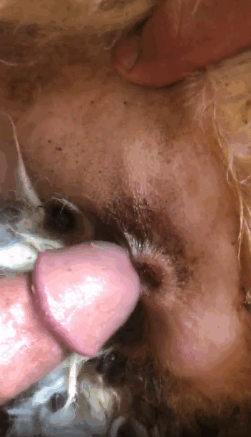 淫荡男子在直播中享受与毛茸茸的狗深度性爱 海报