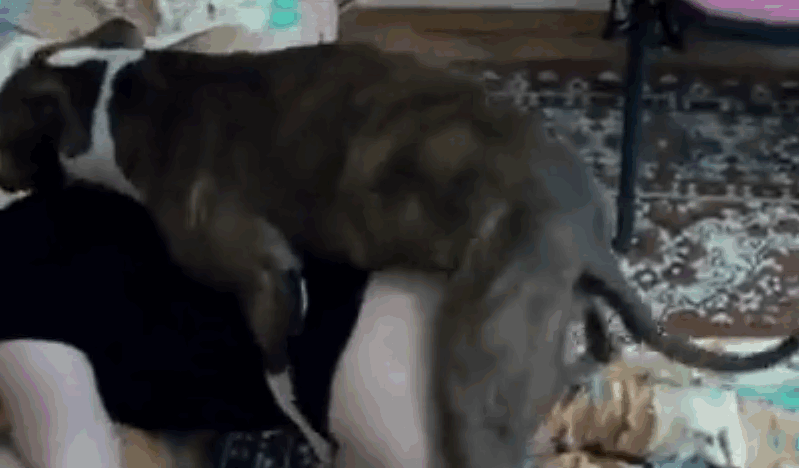 性感动物与淫荡的熟女发生性关系 海报