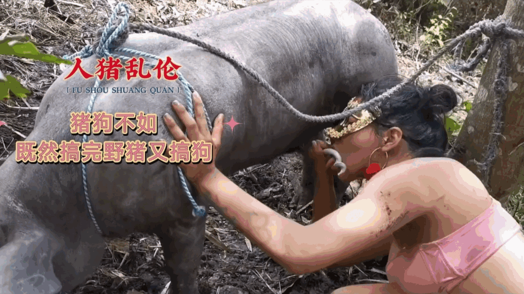 [人猪乱伦]猪狗不如和野猪搞完又和狗狗性交 海报